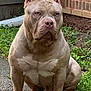 Ogk Zeus is registered to the contest to win money with this photo: dog, pitbull, muscular, sitting, outdoor, grass, brick_wall, alert, ears_cropped, animal, pet, canine, ground, nature, portrait, serious, brown, fence, sidewalk, daylight