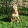 Ogk Zeus is registered to the contest to win money with this photo: alert, animal, canine, chain_link_fence, daylight, dog, domestic, ears, fence, grass, greenery, mammal, nature, outdoor, pet, security, sitting, sunlight, tongue, yard