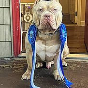 Ogk Zeus joined the competition — help win amazing prizes! animal, award, blue, brown, collar, dog, door, ears, expression, face, floor, house, indoor, muscular, pet, pet_award, pitbull, porch, ribbons, sitting