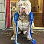 animal, award, blue, brown, collar, dog, door, ears, expression, face, floor, house, indoor, muscular, pet, pet_award, pitbull, porch, ribbons, sitting