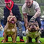 animal, arena, bulldog, cap, casual, dog, event, grass, hoodie, indoor, leash, man, muscular, people, pet, portrait, sneakers, sportswear, tattoo, watch