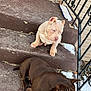 animal, architecture, bostonbull, building, bulldog, canine, dog, frenchbulldog, handrail, hardwood, house, housing, pet, pitbull, porch, puppy, railing, snout, stainedwood, staircase