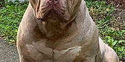 Ogk Zeus is registered to the contest to win money with this photo: dog, pitbull, outdoor, sitting, muscular, brown, fence, brick_wall, grass, path, pet, canine, animal, ears, face, paw, nature, domestic_animal, quiet, alert