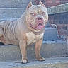 alert, animal, brick_wall, canine, concrete, daylight, dog, ears_cropped, friendly, light_blue_eyes, mammal, muscular, outdoor, pet, portrait, short_hair, stairs, standing, tongue_out, urban