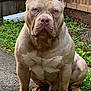 Ogk Zeus joined the competition — help win amazing prizes! dog, pitbull, muscular, ears_cropped, outdoor, garden, greenery, brick_wall, pathway, serious, pet, animal, canine, sitting, fur, muzzle, paws, nature, guarding, portrait