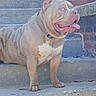 Ogk Zeus is registered to the contest to win money with this photo: alert, animal, blue_eyes, brick_wall, canine, collar, concrete, daylight, dog, friendly, muscular, outdoor, pet, portrait, short_hair, side_view, standing, steps, tongue_out, urban