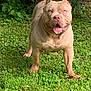 dog, pitbull, grass, outdoor, pet, canine, animal, tongue_out, blue_eyes, muscular, fence, nature, greenery, happy, standing, paw, ears, snout, leafy, summer