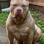 Ogk Zeus joined the competition — help win amazing prizes! dog, pitbull, outdoor, sitting, muscular, brown, fence, brick_wall, grass, path, pet, canine, animal, ears, face, paw, nature, domestic_animal, quiet, alert