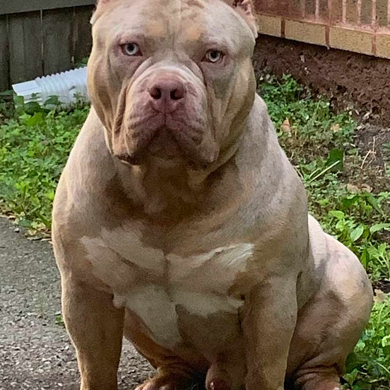 Ogk Zeus joined the competition — help win amazing prizes! alert, animal, brick_wall, brown, canine, dog, domestic_animal, ears, face, fence, grass, muscular, nature, outdoor, path, paw, pet, pitbull, quiet, sitting