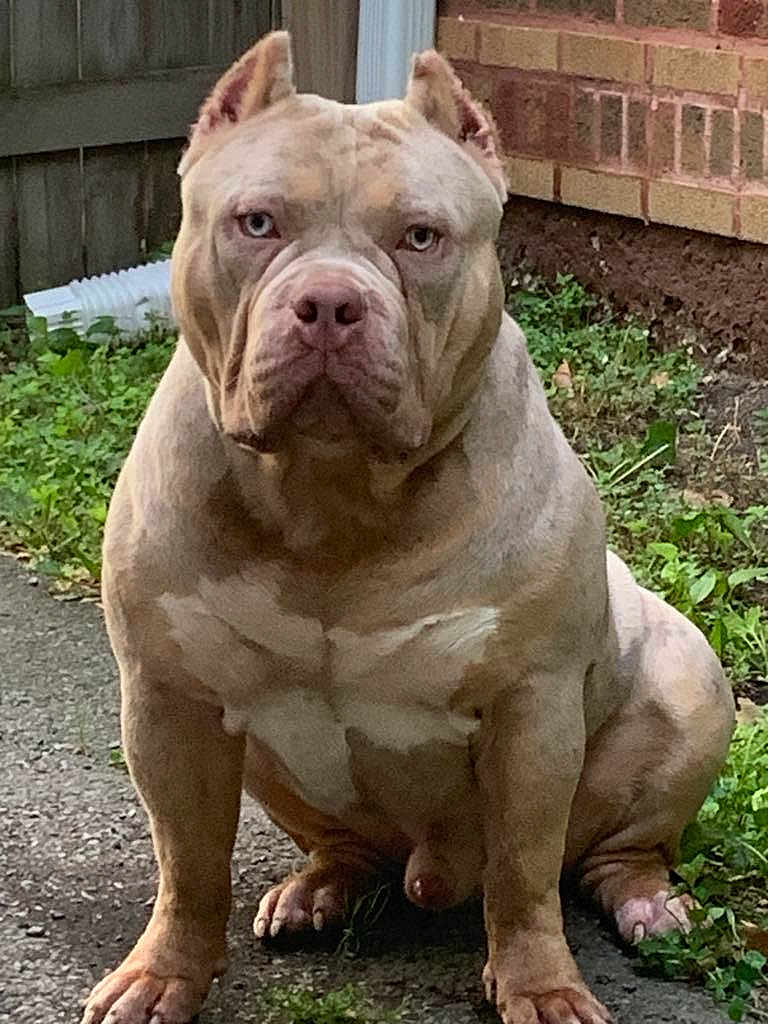 Ogk Zeus joined the competition — help win amazing prizes! dog, pitbull, outdoor, sitting, muscular, brown, fence, brick_wall, grass, path, pet, canine, animal, ears, face, paw, nature, domestic_animal, quiet, alert