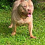 Ogk Zeus joined the competition — help win amazing prizes! alert, animal, blue_eyes, canine, companion, daylight, dog, ears_up, fence, friendly, grass, greenery, leafy_plants, mammal, muscular, nature, outdoor, pet, standing, tongue_out