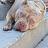 Ogk Zeus joined the competition — help win amazing prizes! animal, blue_eyes, brick_wall, canine, close_up, concrete, daylight, dog, expression, fur, large_dog, outdoor, pet, pitbull, planter, relaxed, resting, sidewalk, step, urban
