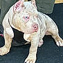animal, boxer, bulldog, canine, clothing, dog, face, frenchbulldog, head, jeans, pants, person, pet, pitbull, puppy, snout, whitedog