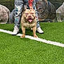 artificial_grass, background, banner, canine, cute, dog, event, front_view, happy_dog, jeans, leash, outdoor, person, pet, puppy, ripped_jeans, show, sneakers, standing, tongue_out