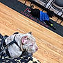 animal, bulldog, canine, chair, clothing, dog, face, furniture, glove, hardwood, head, indoors, interiordesign, person, pet, photography, pitbull, portrait, puppy, wood