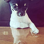 Zorro participe au concours pour gagner de l'argent avec cette photo : animal, black_and_white, chihuahua, close_up, curious, cute, dog, domestic_animal, front_paws, indoor, looking_down, necklace, person_partially_visible, pet, puppy, reflection, small_dog, table, wooden_table, young_dog