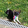 Zorro participe au concours pour gagner de l'argent avec cette photo :