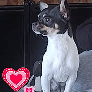 Zorro a rejoint le concours — aidez-le/la à gagner de superbes lots ! dog, small_dog, black_and_white, sitting, indoor, wood, grey_surface, heart_graphics, cute, pet, animal, ears_up, alert, companion, domestic, portrait, furniture, love, decor, cute_pet