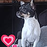 dog, small_dog, black_and_white, sitting, indoor, wood, grey_surface, heart_graphics, cute, pet, animal, ears_up, alert, companion, domestic, portrait, furniture, love, decor, cute_pet