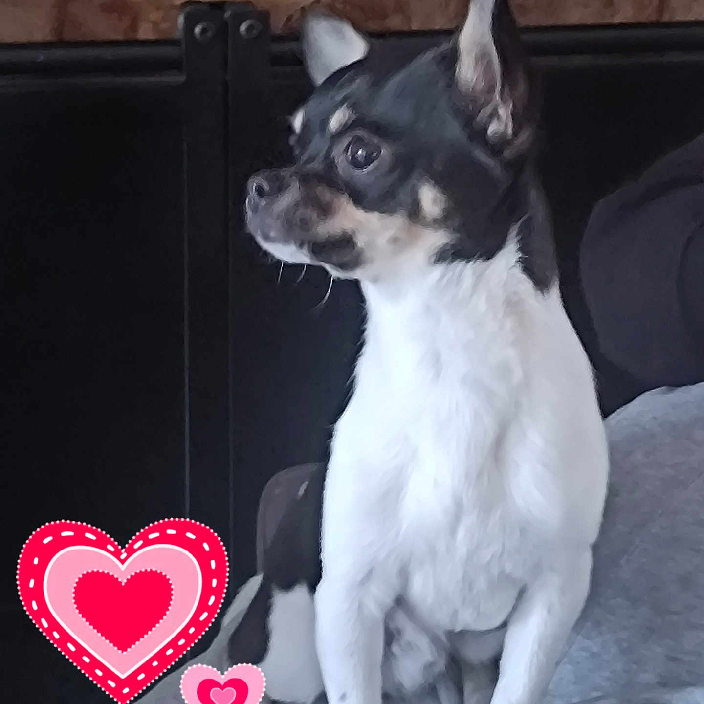 Zorro