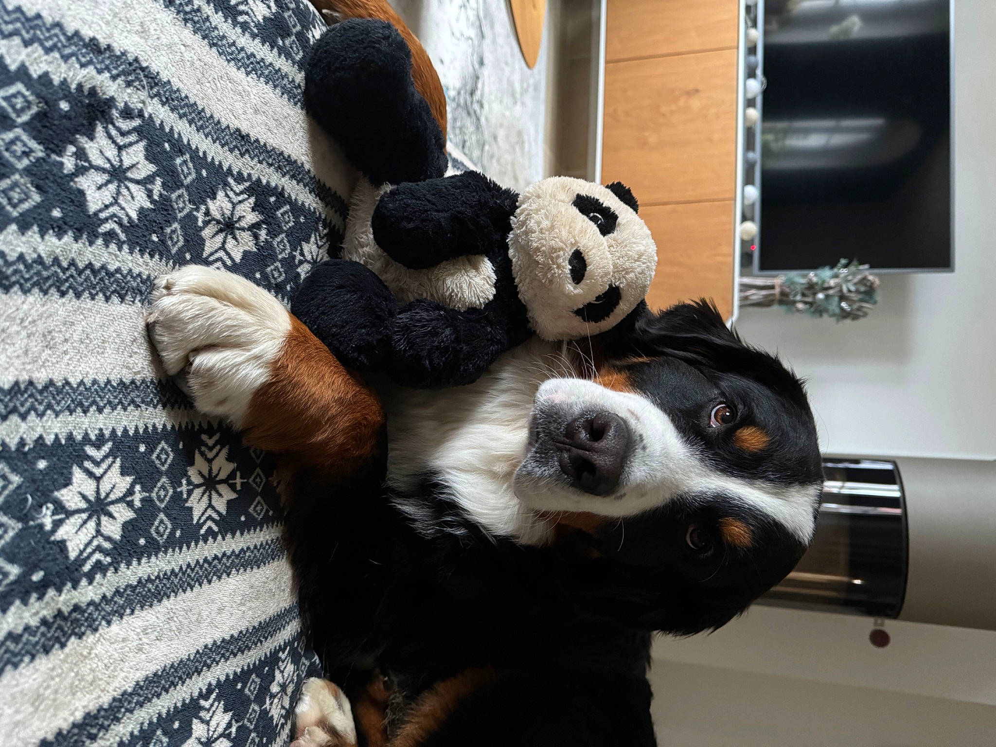 Tekila participe au concours pour gagner de l'argent avec cette photo : audio_equipment, ball, comfort, companion_dog, computer_keyboard, dog_breed, doll, fur, linens, panda, pattern, personal_protective_equipment, plaid, plush, room, stuffed_toy, tartan, toy, wool, woven_fabric