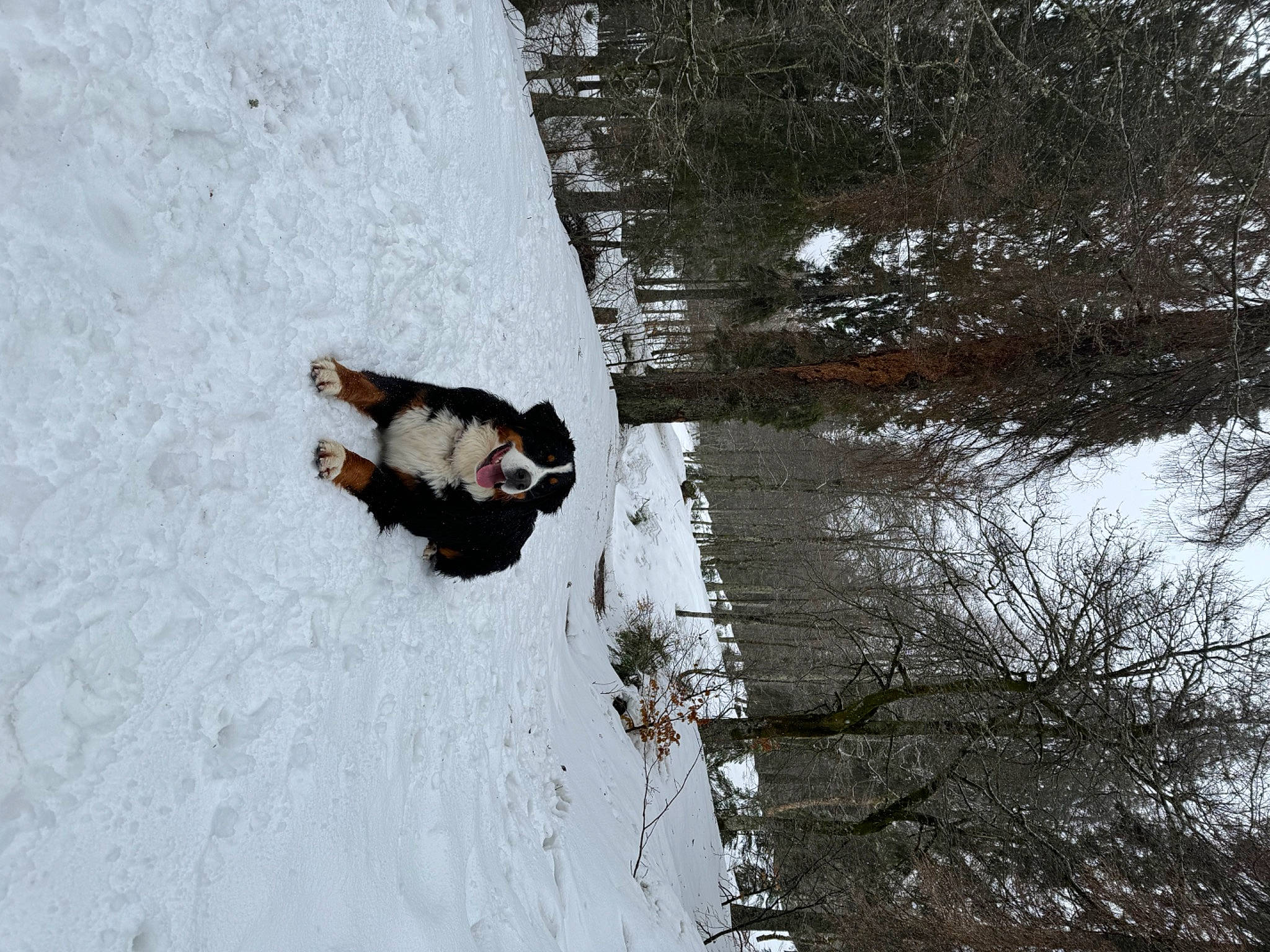 Tekila a rejoint le concours — aidez-le/la à gagner de superbes lots ! freezing, fun, fur, plant, playing_in_the_snow, recreation, slope, snow, tree, trunk, twig, winter, wood