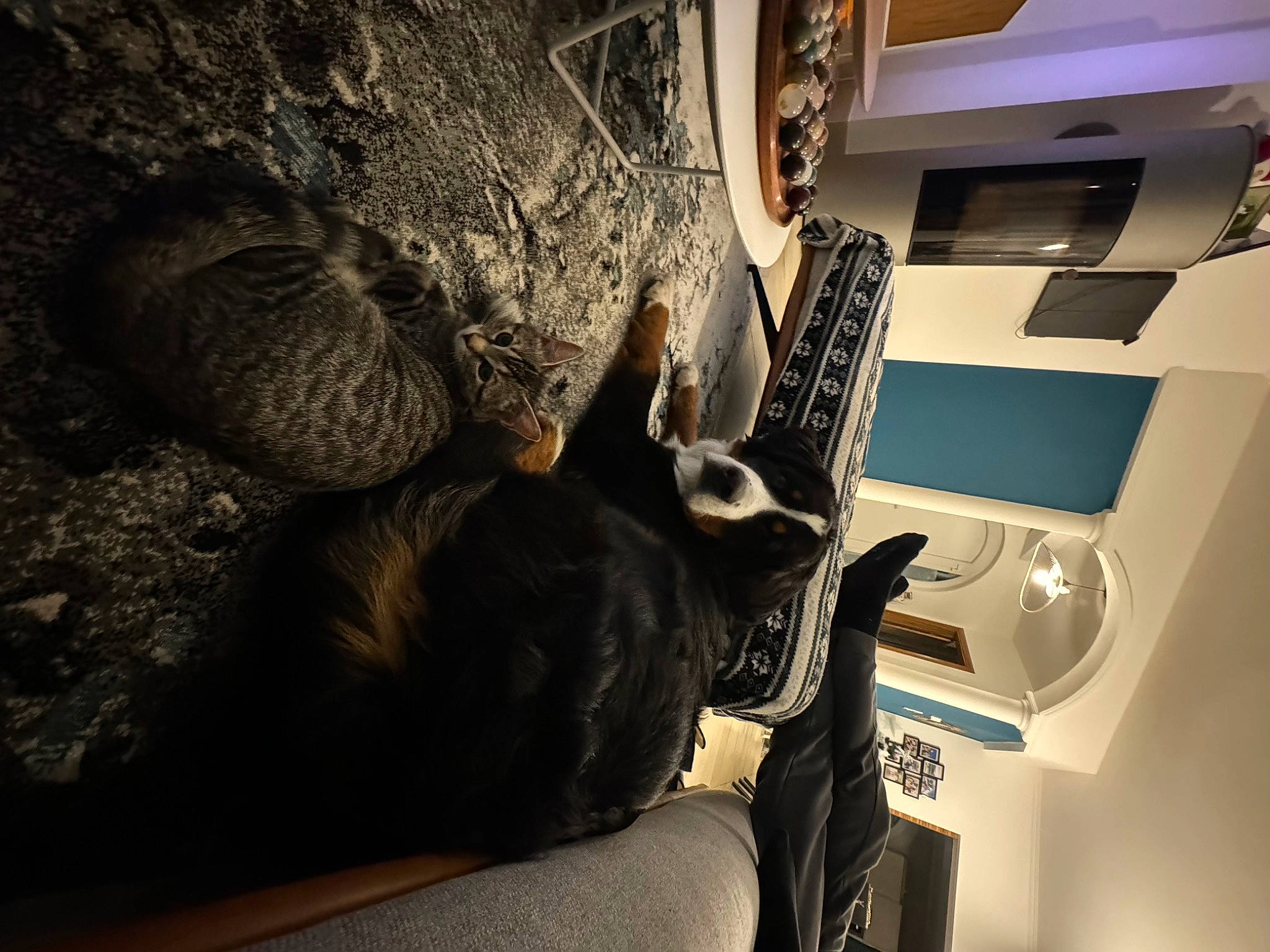 Tekila a rejoint le concours — aidez-le/la à gagner de superbes lots ! aerospace_engineering, automotive_design, automotive_tire, ceiling, comfort, domestic_short_haired_cat, eyewear, felidae, fur, helmet, house, luxury_vehicle, machine, personal_protective_equipment, room, tail, tire, vehicle_door, whiskers, wood