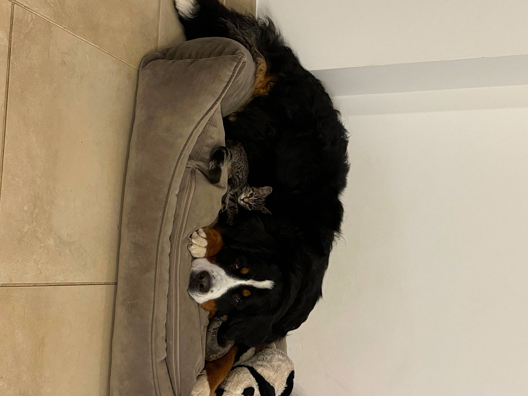 Tekila a rejoint le concours — aidez-le/la à gagner de superbes lots ! automotive_tire, boot, canidae, carnivore, companion_dog, dog, dog_breed, felidae, fur, guard_dog, leash, pet_supply, schnauzer, small_to_medium_sized_cats, snout, sporting_group, tail, tire, working_animal, working_dog