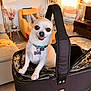 chihuahua, dog, pet_carrier, living_room, furniture, cushion, chair, table, plant, decor, sunlight, smiling, small_dog, collar, tag, indoor, cozy, happy, portrait, canine