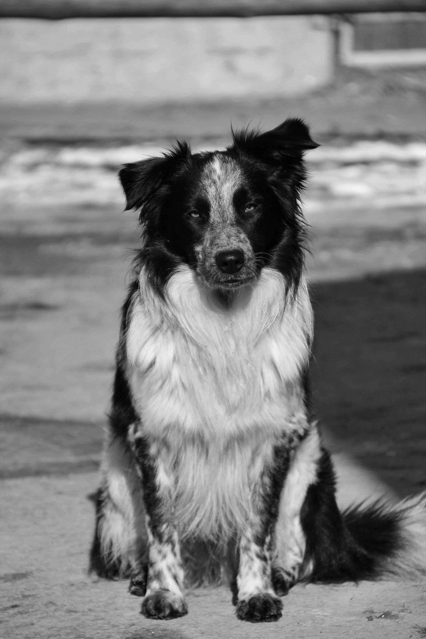 Pim'S a rejoint le concours — aidez-le/la à gagner de superbes lots ! australian_shepherd, border_collie, canidae, carnivore, companion_dog, dog, dog_breed, fur, herding_dog, monochrome, monochrome_photography, sporting_group, terrestrial_animal, whiskers, working_dog
