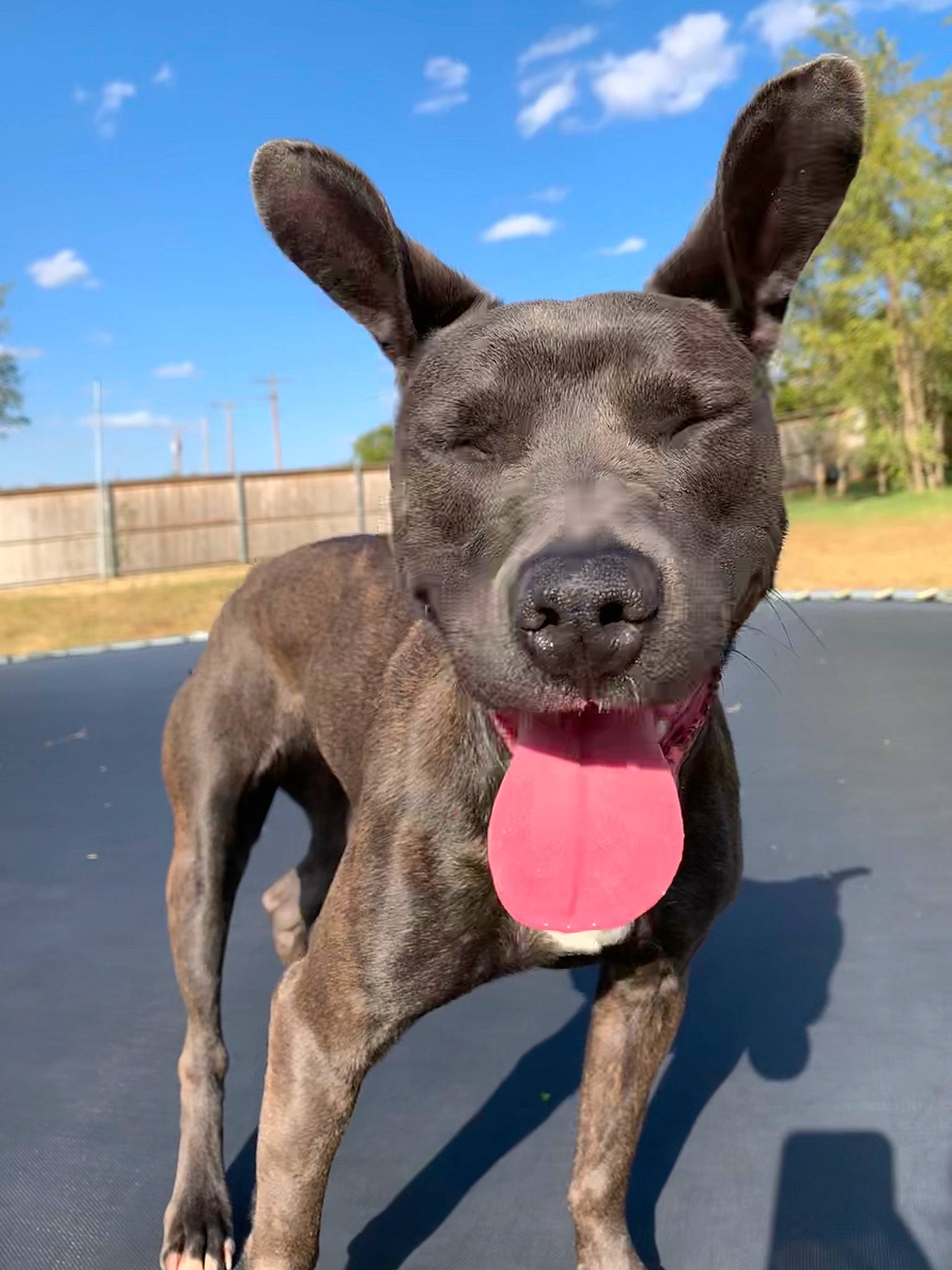 Shelby is registered to the contest to win money with this photo: canidae, carnivore, dog, dog_breed, ear, fawn, formosan_mountain_dog, mammal, non_sporting_group, rare_breed_dog, snout, sporting_group, vertebrate