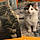 Pumpkin And Patch