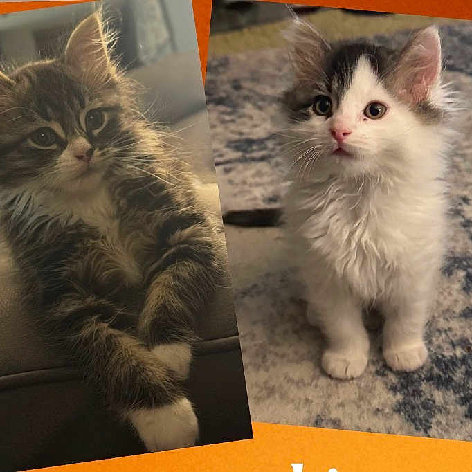Pumpkin And Patch joined the competition — help win amazing prizes! cat, kitten, fluffy, long_hair, black_and_white, brown, white, pet, animal, feline, cute, portrait, collage, indoor, rug, chair, sitting, standing, whiskers, eyes