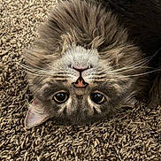 Grayson is registered to the contest to win money with this photo: cat, gray_cat, upside_down, fluffy, whiskers, carpet, pet, cute, feline, indoor, closeup, face, fur, playful, relaxed, animal, domestic_animal, eyes, nose, small_fangs