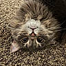 cat, gray_cat, upside_down, fluffy, whiskers, carpet, pet, cute, feline, indoor, closeup, face, fur, playful, relaxed, animal, domestic_animal, eyes, nose, small_fangs