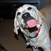 Terra is registered to the contest to win money with this photo: dog, tongue, red_collar, pet, canine, indoor, playful, animal, mammal, closeup, funny_expression, light_beige_fur, whiskers, ears, floor, collar_tag, household, looking_at_camera, domestic_dog, cute