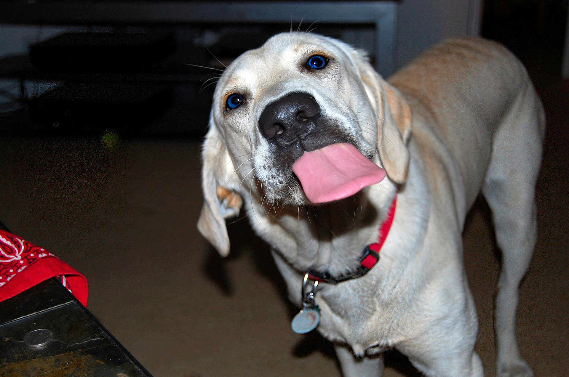 Terra is registered to the contest to win money with this photo: dog, tongue, red_collar, pet, canine, indoor, playful, animal, mammal, closeup, funny_expression, light_beige_fur, whiskers, ears, floor, collar_tag, household, looking_at_camera, domestic_dog, cute