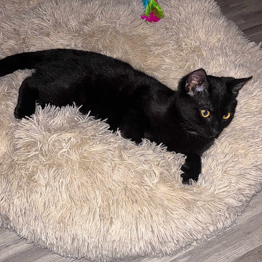 Bagerrah a rejoint le concours — aidez-le/la à gagner de superbes lots ! abyssinian, accessories, animal, architecture, bag, blackcat, building, canine, cat, couch, dog, furniture, handbag, hardwood, homedecor, kitten, manx, pet, plywood, wood