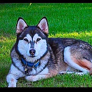 Ricki is registered to the contest to win money with this photo: dog, siberian_husky, canine, pet, animal, lying_down, grass, lawn, outdoor, park, black_and_white, fluffy, blue_collar, tag, long_fur, pointed_ears, tail, portrait, nature, daylight