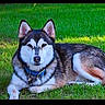 dog, siberian_husky, canine, pet, animal, lying_down, grass, lawn, outdoor, park, black_and_white, fluffy, blue_collar, tag, long_fur, pointed_ears, tail, portrait, nature, daylight