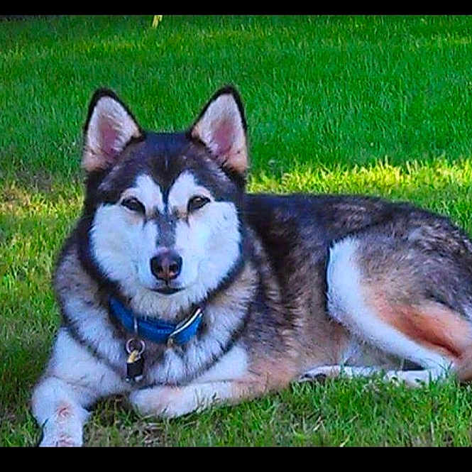 Ricki is registered to the contest to win money with this photo: dog, siberian_husky, canine, pet, animal, lying_down, grass, lawn, outdoor, park, black_and_white, fluffy, blue_collar, tag, long_fur, pointed_ears, tail, portrait, nature, daylight