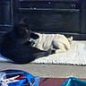 cat, cats, black_cat, white_cat, pet, animal, feline, cuddling, sleeping, lying_down, blanket, bed, indoors, night, dim_lighting, cozy, home, furniture, household_items, casual_photo