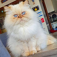 Perle a rejoint le concours — aidez-le/la à gagner de superbes lots ! animal, blue_eyes, cat, close_up, cute, decor, domestic_animal, ears, face, fluffy, furniture, home_interior, indoor, kitchen, long_hair, pet, sitting, table, whiskers, wooden_surface