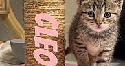 Cleocatra Moon joined the competition — help win amazing prizes! animal, cat, cute, eyes, feline, floor, fur, home, indoor, jeans, kitten, paws, person, pet, pink, scratching_post, tabby, toy, whiskers, young