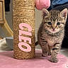 Cleocatra Moon joined the competition — help win amazing prizes! kitten, cat, scratching_post, pink, toy, pet, indoor, animal, feline, young, cute, tabby, fur, whiskers, eyes, paws, floor, person, jeans, home