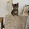 Cleocatra Moon joined the competition — help win amazing prizes! kitten, cat, tabby, indoor, carpet, pet, cute, animal, small, feline, curious, young, fur, whiskers, ears, sitting, looking, home, door, cozy
