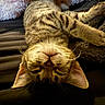 cat, tabby, sleeping, upside_down, whiskers, feline, pet, striped_fur, cozy, blanket, soft, relaxed, indoors, closeup, cute, animal, resting, ears, nose, fur