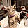 Cleocatra Moon