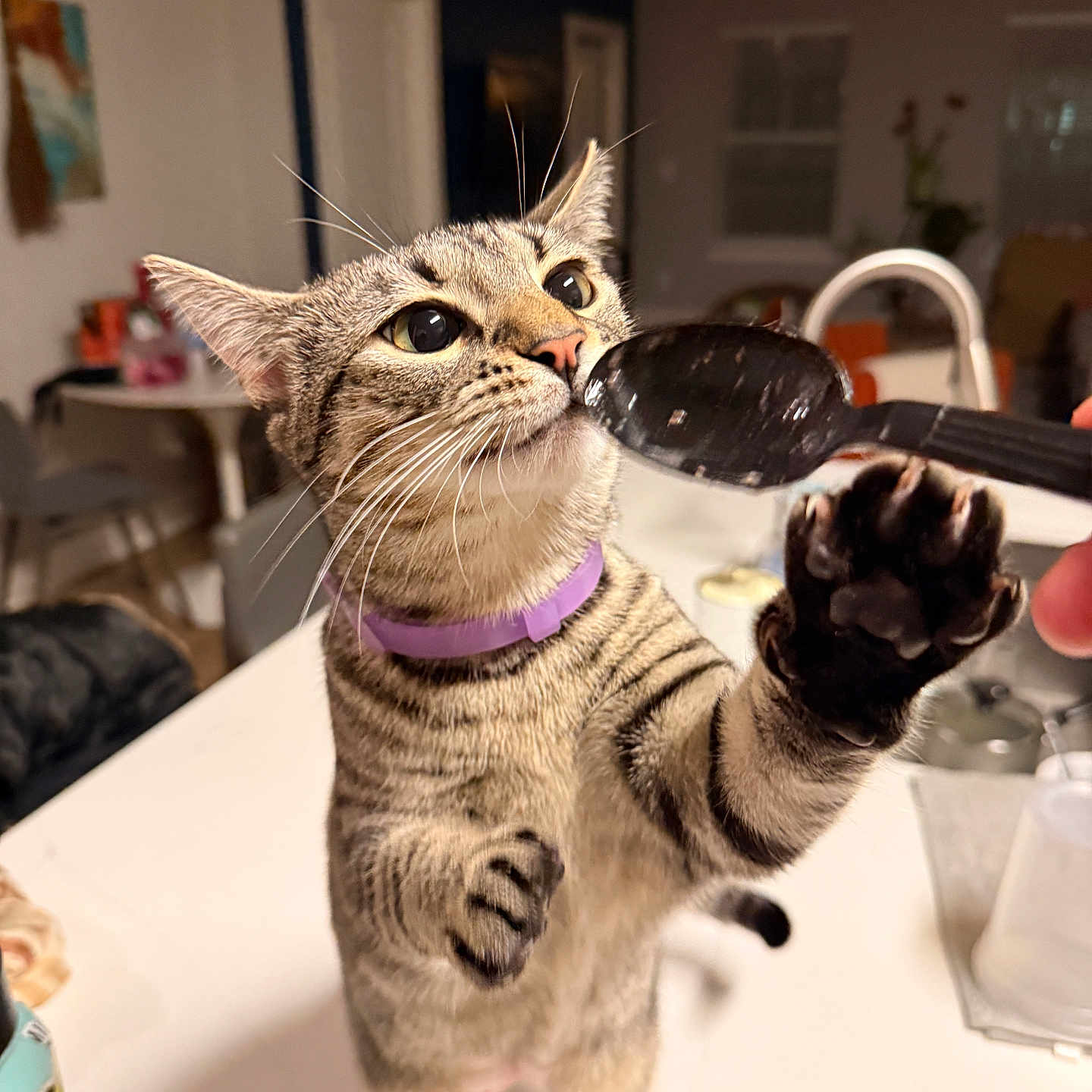 Cleocatra Moon is registered to the contest to win money with this photo: cat, tabby, purple_collar, paw, spoon, kitchen, indoor, curious, pet, animal, standing, reaching, whiskers, feline, domestic, table, human_hand, background, window, light