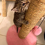 Cleocatra Moon is registered to the contest to win money with this photo: kitten, cat, scratching_post, pink, toy, furniture, floor, tile, curious, claws, pet, animal, indoor, playful, young, cute, striped, whiskers, ears, paws